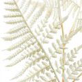 Floristik24 Dekorativ bladormbunke, konstgjord växt, ormbunksgren, dekorativt ormbunksblad vit L59cm