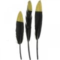 Floristik24 Dekorativa fjädrar svarta, guld äkta fjädrar för pyssel 12-14cm 72st