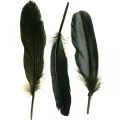 Floristik24 Deco fjädrar svarta fågelfjädrar för pyssel 14-17cm 20g