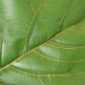 Konstgjord Ficus lyrata 120 cm dekorativ för vardagsrum | Floristik24.se