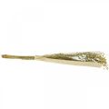 Floristik24 Torkat lin, torkat florism, naturlin naturfärg L40–55cm 85g