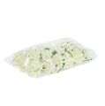 Skumros Ø7,5cm Creme 18 st | Floristik24.se
