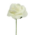 Skumros Ø3,5cm Creme 48 st | Floristik24.se