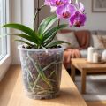 Kruka för orkidéer transparent Ø15cm 10 st | Floristik24.se