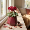 Blomkruka Keramisk Planteringskruka Röd Sexkantig Ø10cm H9cm | Floristik24.se