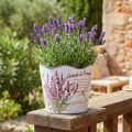 Planteringskärl plast blomkruka sommar lavendel Ø16,5cm H13,5cm | Floristik24.se