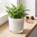Glaskruka vit Ø11,5cm H11cm | Floristik24.se
