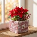 Växtlåda dekorativ trälåda shabby chic röd vit 12cm | Floristik24.se