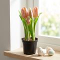 Konstgjorda tulpaner i kruka Tulpaner Persika konstgjorda blommor 22cm | Floristik24.se