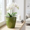 Orkidékruka blank Ø12,5cm olivgrön 1 st | Floristik24.se