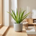 Aloe Vera konstgjord Grön 26cm | Floristik24.se