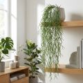 Dekorativa rankor, korallkaktus, konstgjord Rhipsalis-hängare Grön L120cm | Floristik24.se