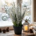 Erika vit ljungkvast ljung konstväxt H26cm | Floristik24.se