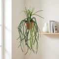 Rhipsalis konstgjord korallkaktus hängande korg H87cm | Floristik24.se