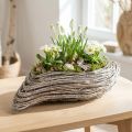 Växtbåt växt vågrotting naturvit 45x16cm | Floristik24.se