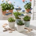 Dekorativt pluggskepp trä vit blå natur 8cm H37cm 24 st | Floristik24.se