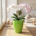 Orkidékruka blank Ø12,5cm lime 1 st | Floristik24.se