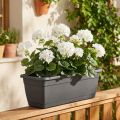 Pelargonbuske vit 38cm | Floristik24.se