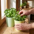 Papperscachekruka, kruka, örtkruka blå/grön Ø15cm H13cm 4st | Floristik24.se