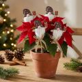 Blomplugg Jultomtepresent 6x7cm 12 st | Floristik24.se