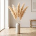 Sparris torkade gräs prydnadssparris aprikos 90cm 5 st | Floristik24.se
