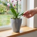 Orkidékruka blank Ø12,5cm grå 1 st | Floristik24.se