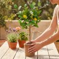 Konstgjort citronträd, 58 cm kruka, dekorativt träd, medelhavsstil | Floristik24.se