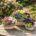 Flätad korg för plantering Plantskål L29/33/38cm set om 3 | Floristik24.se