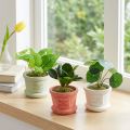Konstgjorda gröna växter miniplantor i kruka 15cm 3st | Floristik24.se