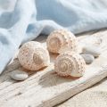 Mussel Tonna Tessalata 7 st | Floristik24.se
