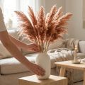 Torkad vassdekoration aprikos 75 cm 10 st Boho Pampasgräs | Floristik24.se