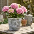 Shabby Chic metallblomkruka med hjärtformad design, Ø22cm, H17.5cm | Floristik24.se