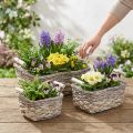 Växtkorg med handtag, fyrkantig korgskål, naturlig plantering för plantering av shabby chic tvättad vit L30/25,5/21 cm H12/11/10 cm set om 3 | Floristik24.se