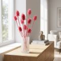 Torkad dekoration av vild teasel, rosa tistlar, 53 cm, 10 huvuden | Floristik24.se