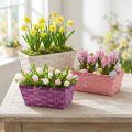 Chipkorg fyrkantig lila/vit/rosa 8 st | Floristik24.se