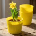 Plisserade muddar gula 14,5cm 100 st | Floristik24.se