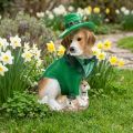 Beagle i hatt St. Patrick's Day Hund i kostym Trädgårdsdekor Hund H24,5 cm | Floristik24.se