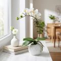 Phalaenopsis kräm i keramikkruka 33cm | Floristik24.se