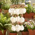 Vindklocka Capiz skaldekor Ø30cm H80cm | Floristik24.se