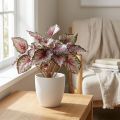 Konstgjord begonia buskgrön, violett 34cm | Floristik24.se