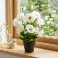 Vallmo i en blom- dekoration för blomkruka vit siden | Floristik24.se