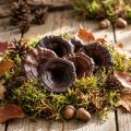 Kalix Svamp Naturlackad Torrsvamp Dekoration Stor 50 st | Floristik24.se