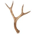 Floristik24 Konstgjorda horn, naturtrogna, rustika, 32 cm