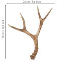 Konstgjorda horn, naturtrogna, rustika, 32 cm | Floristik24.se