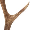 Dekorativa konstgjorda horn,