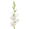 Floristik24 Konstgjord gladiolus, lång stjälk, för vaser, 88 cm