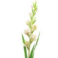 Floristik24 Gladiolus vit 93cm