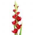 Floristik24 Gladiolus Röd 93cm