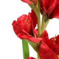 Floristik24 Gladiolus Röd 93cm