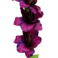 Floristik24 Gladiolus mörk lila 86cm